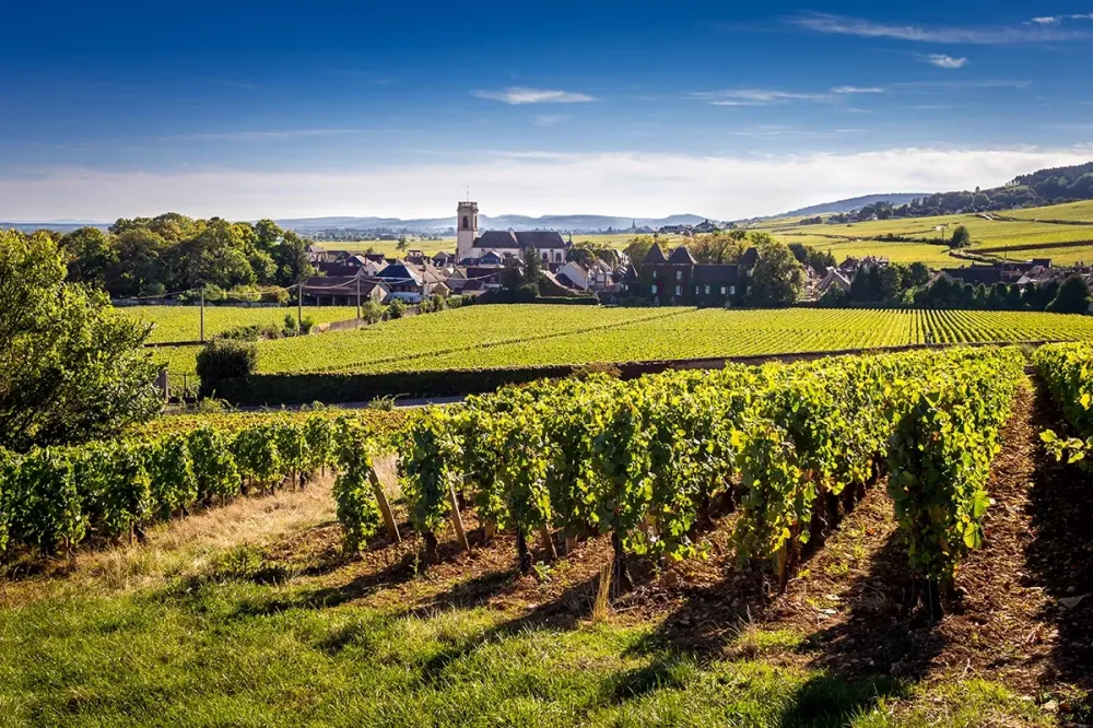 Chauffeur privé route des vins près de Savigny-lès-Beaune